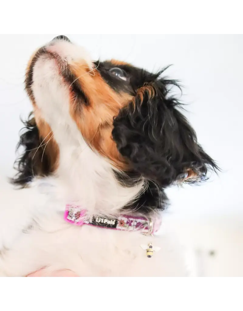 Coastal Pet Coastal Lil Pals Charming Ribbon Collar