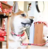 Coastal Pet Lil Pals Charming Ribbon Overlay Leash 6 ft