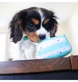 Coastal Pet Lil Pals Birthday Combo Bandana, Bow, Toy Teal