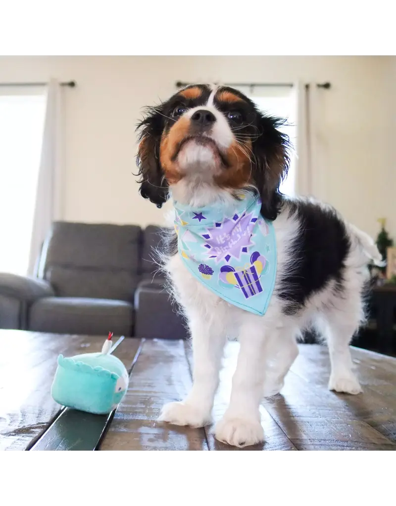Coastal Pet Lil Pals Birthday Combo Bandana, Bow, Toy Teal