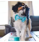 Coastal Pet Lil Pals Birthday Combo Bandana, Bow, Toy Teal