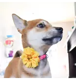 Coastal Pet Lil Pals Collar Embellishments 2 Pk