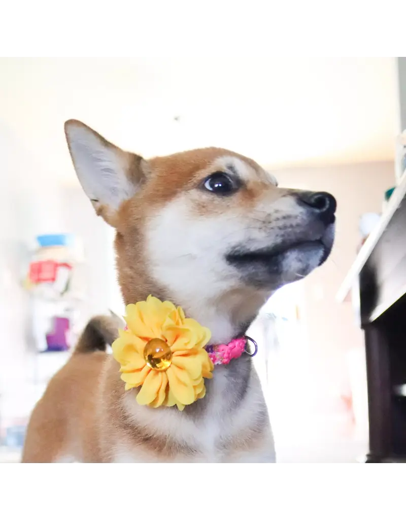 Coastal Pet Lil Pals Collar Embellishments 2 Pk