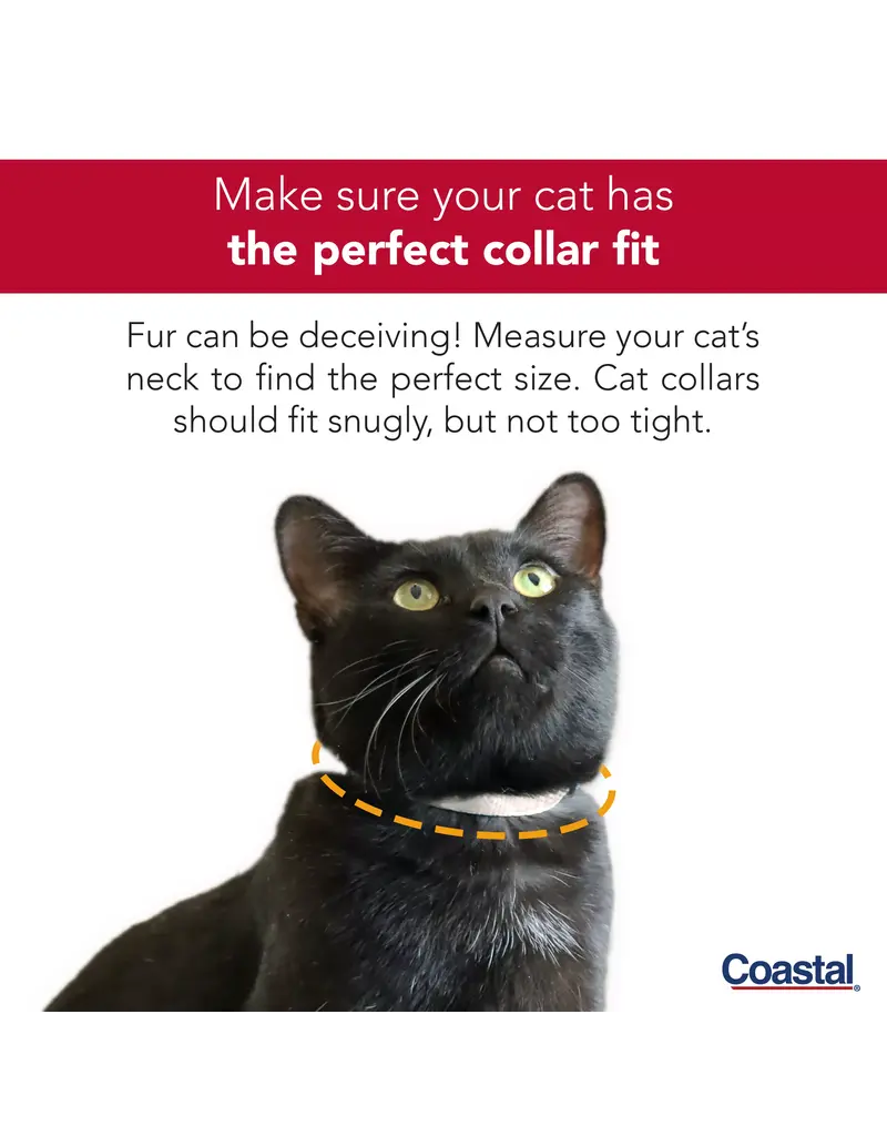 Coastal Pet Coastal Lil Pals Ribbon Safety Kitten Collar