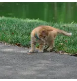 Coastal Pet Coastal Lil Pals Ribbon Safety Kitten Collar