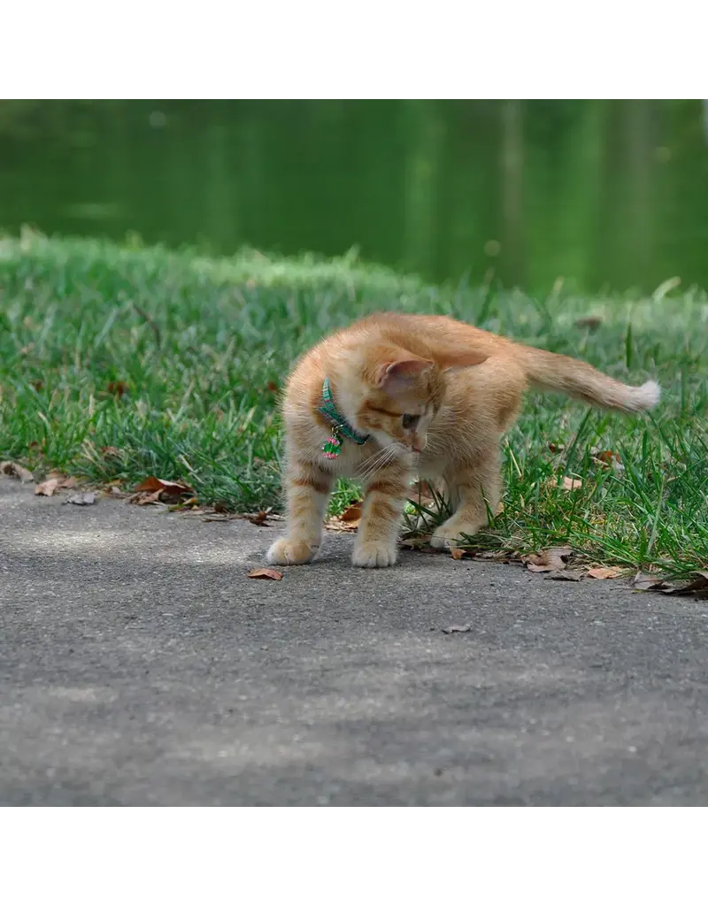 Coastal Pet Coastal Lil Pals Ribbon Safety Kitten Collar