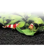 Fluval Fluval Plant And Shrimp Stratum