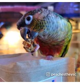 Lafeber Lafeber Company Pumpkin Spice Nutri-Berries for Small Birds 10 Oz