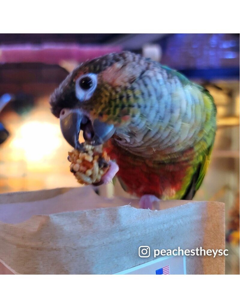 Lafeber Lafeber Company Pumpkin Spice Nutri-Berries for Small Birds 10 Oz