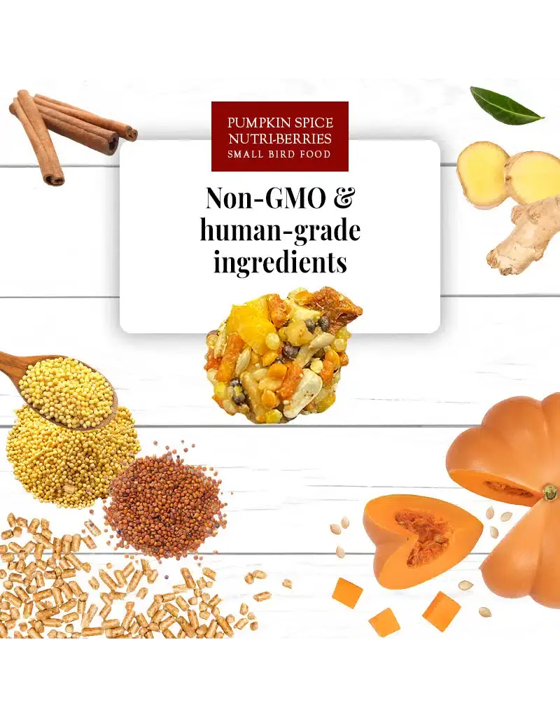 Lafeber Lafeber Company Pumpkin Spice Nutri-Berries for Small Birds 10 Oz