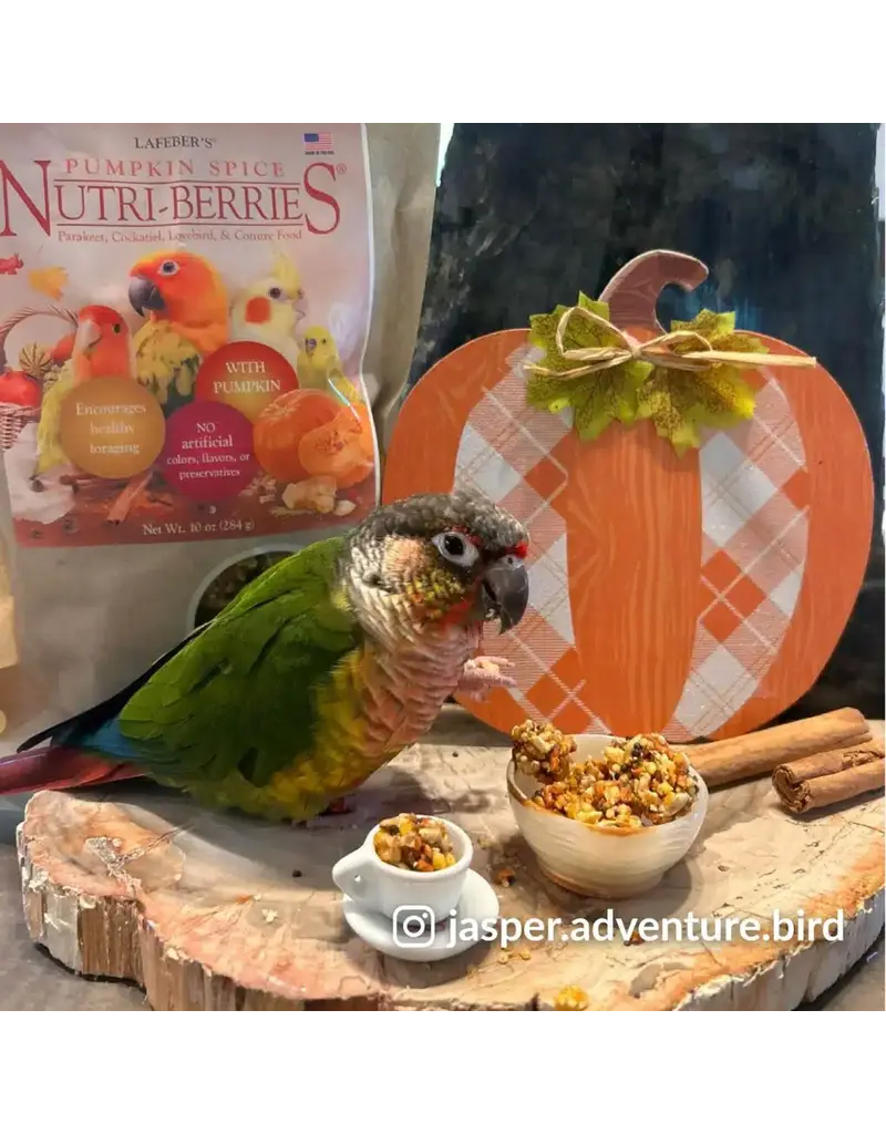 Lafeber Lafeber Company Pumpkin Spice Nutri-Berries for Small Birds 10 Oz