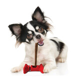 Ethical Pet Spot Bully Stick Holder