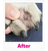 Squishface Squishface Toe Paste For Dogs