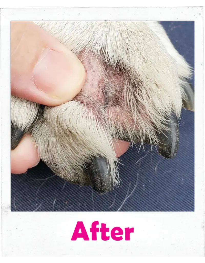 Squishface Squishface Toe Paste For Dogs