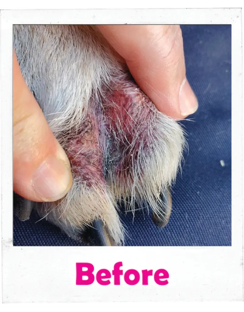 Squishface Squishface Toe Paste For Dogs