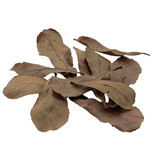 Fluval Fluval Betta Tropical Almond Leaves 10-Pack