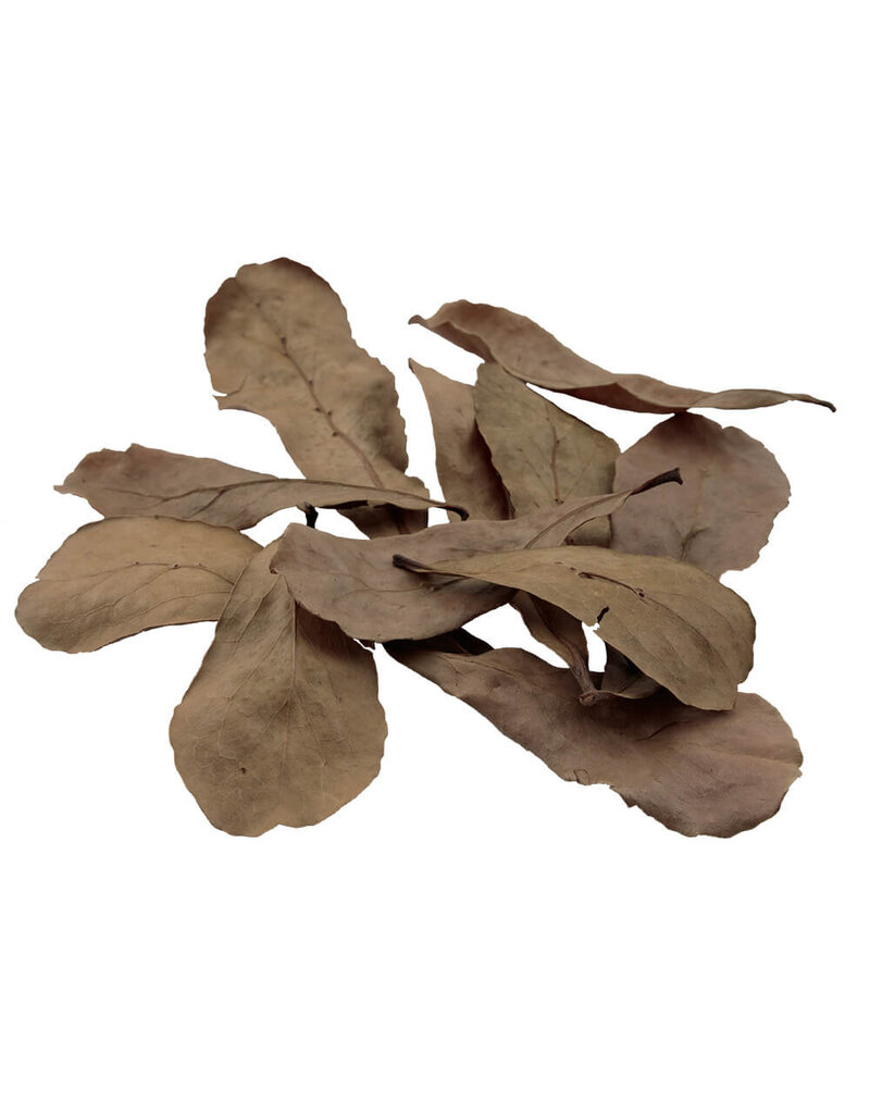 Fluval Fluval Betta Tropical Almond Leaves 10-Pack