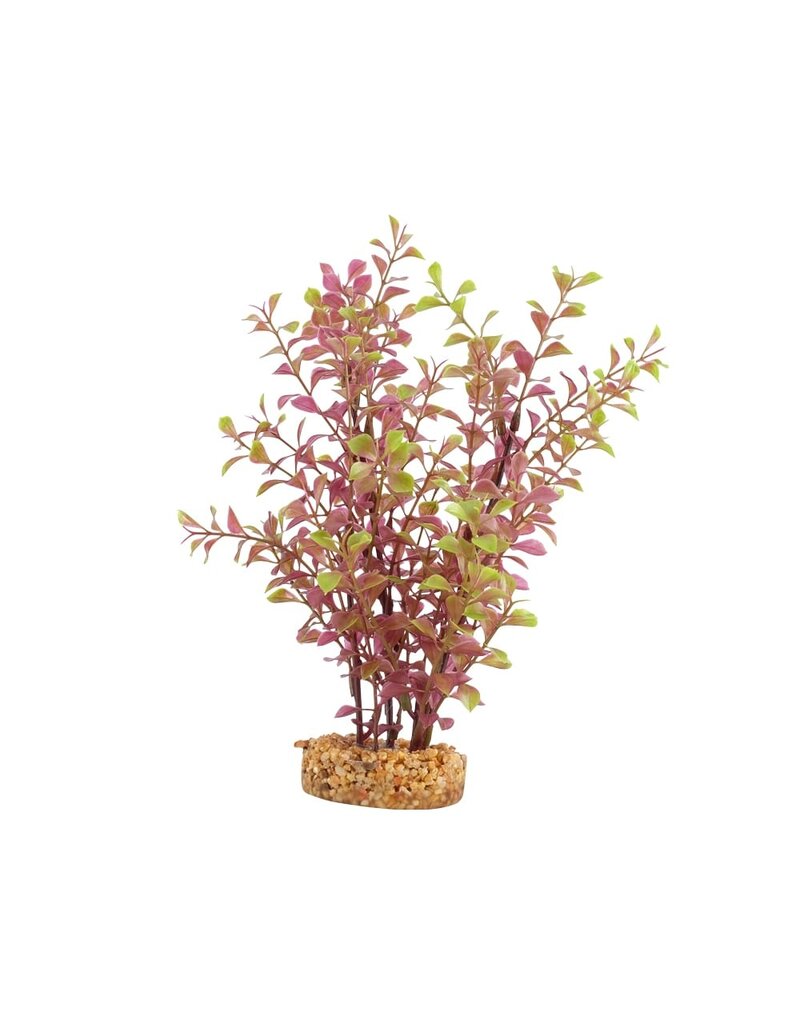 Fluval Fluval Red Ludwigia Aquarium Plant 10 In