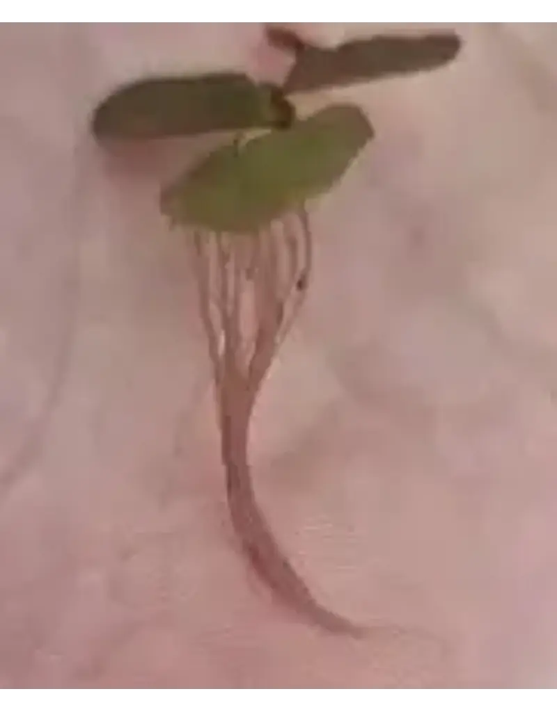 Local Red Root Floater