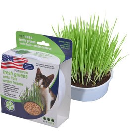 Van Ness Van Ness Oat Garden Kit