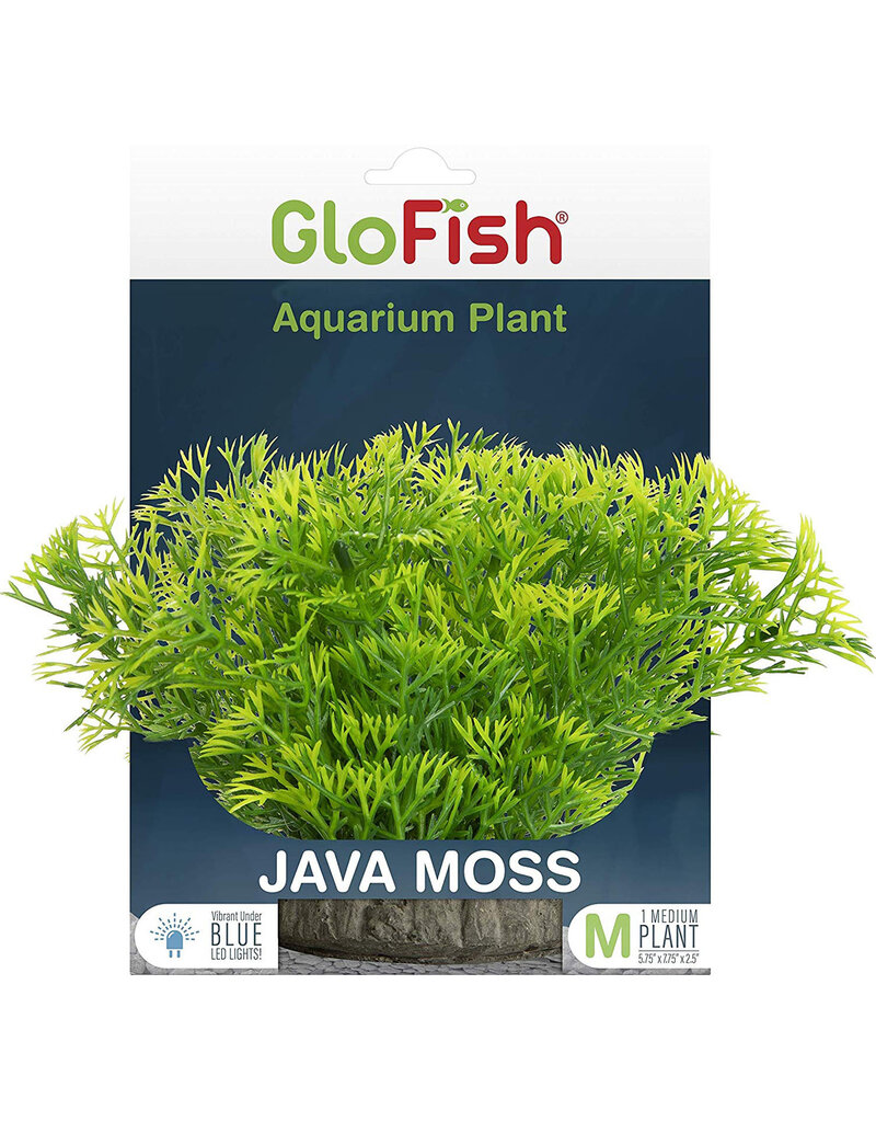 Tetra Tetra GloFish Aquarium Plant Java Moss Medium