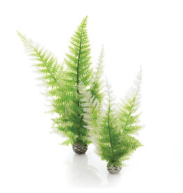 Biorb Biorb Winter Fern 2Ct