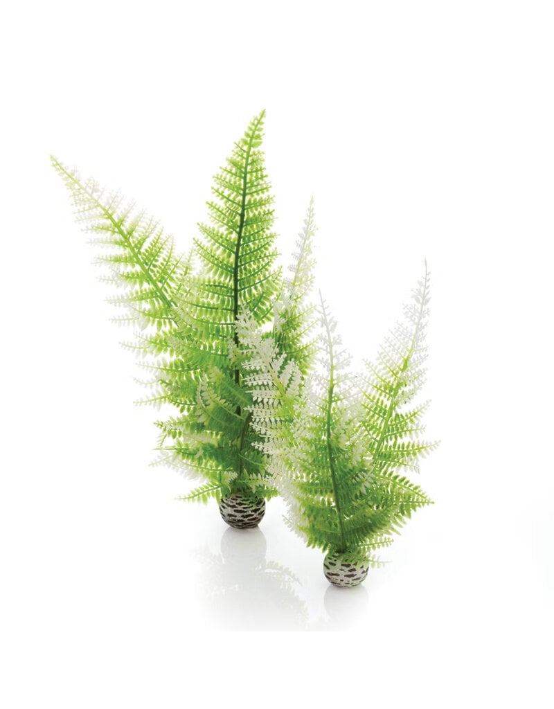 Biorb Biorb Winter Fern 2Ct