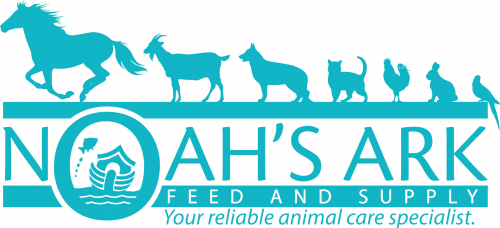 Noah's Ark