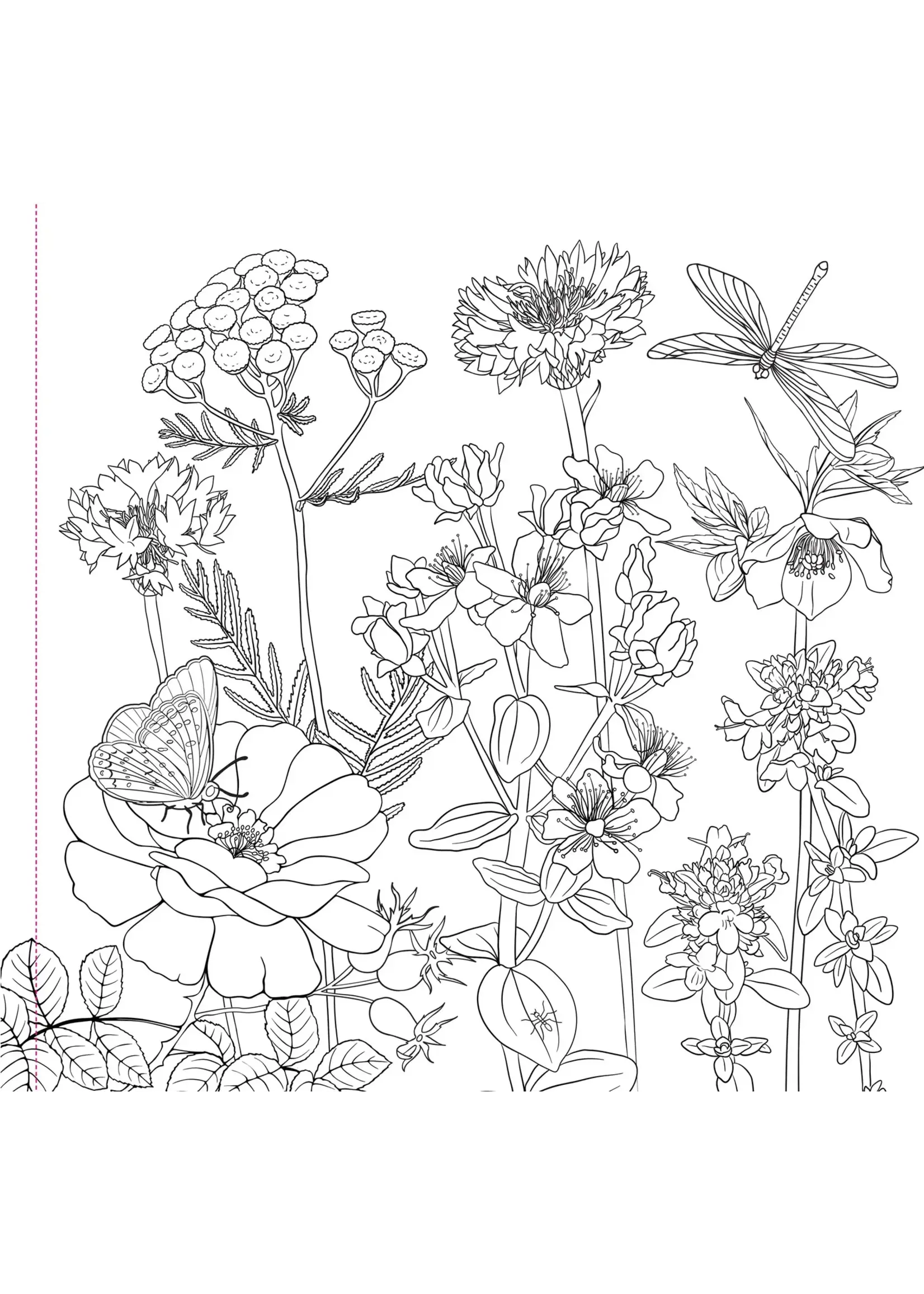 PPP WILDFLOWER COLOURING BOOK
