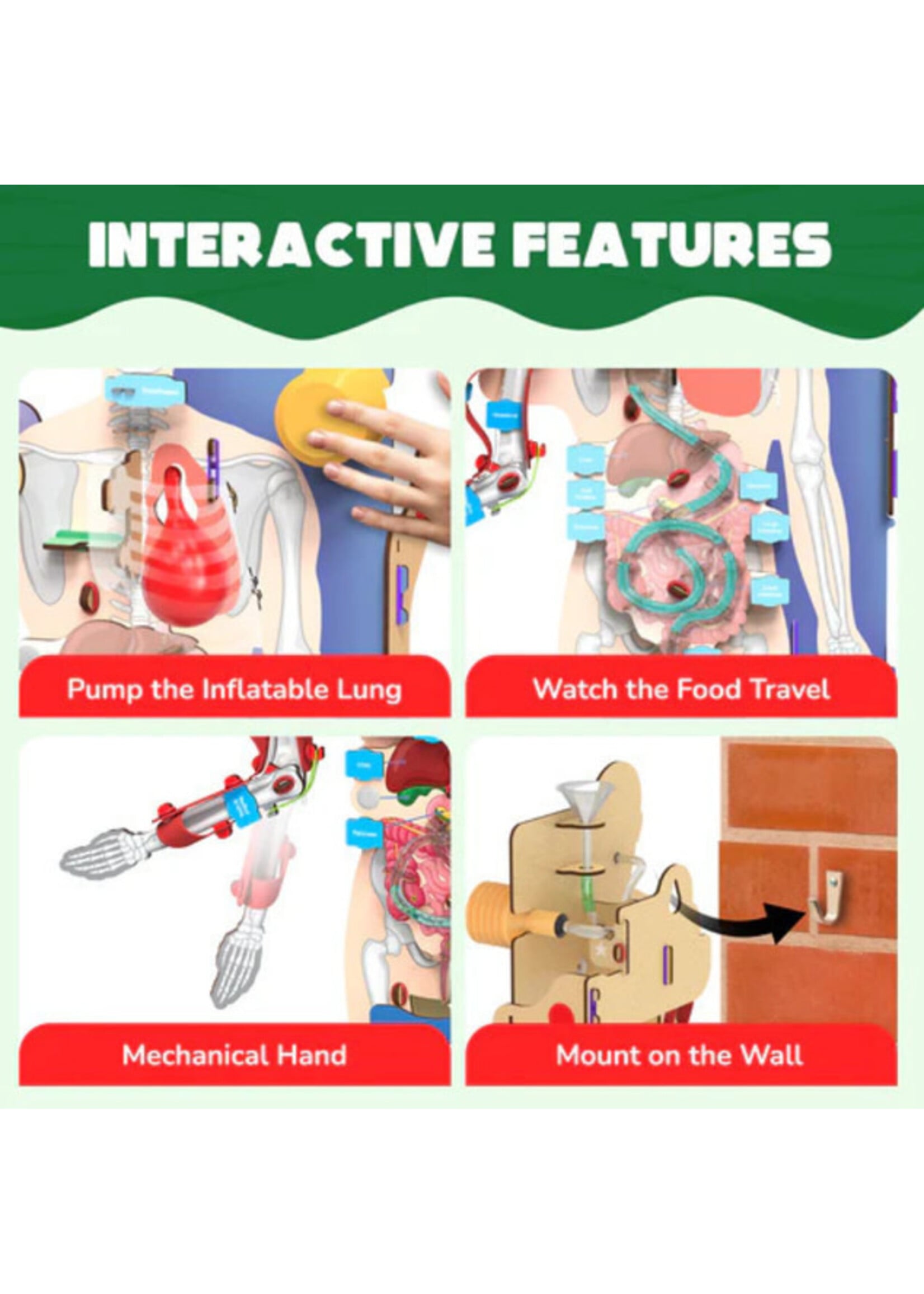 SMRT INTERACTIVE HUMAN BODY