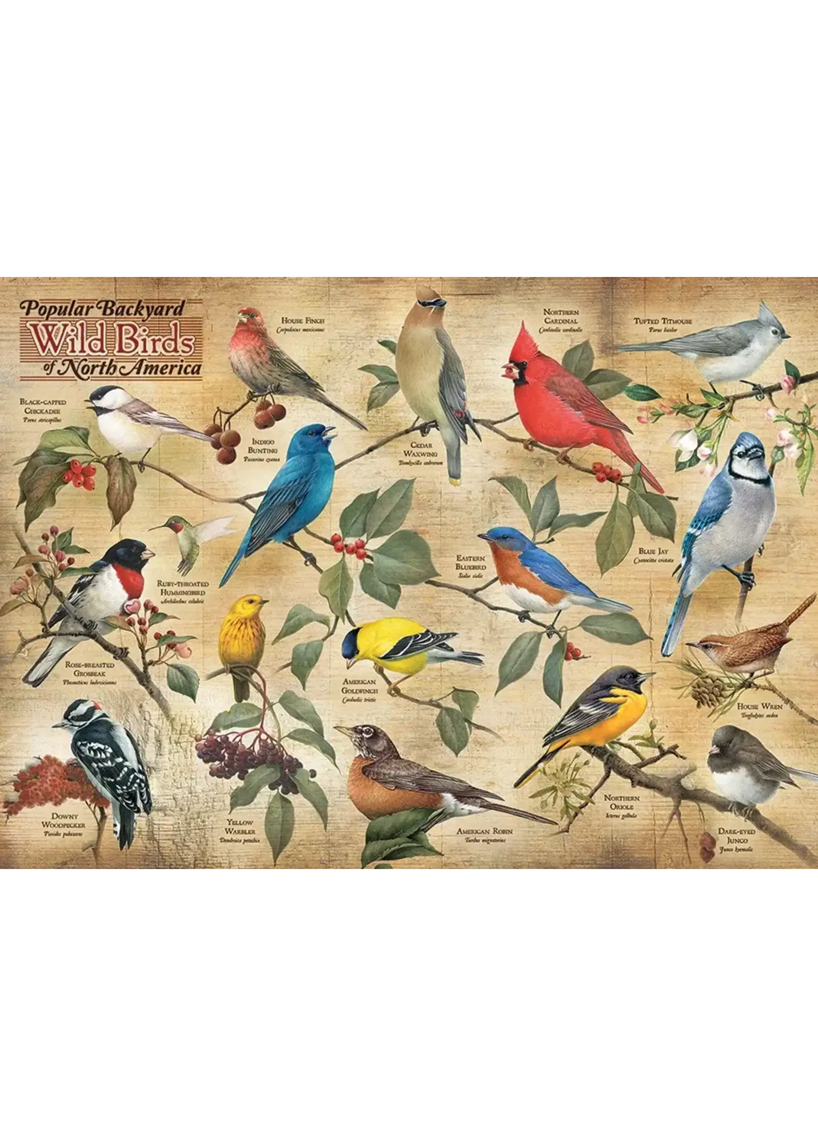 CBL 1000 POPULAR BACKYARD BIRDS OF NA