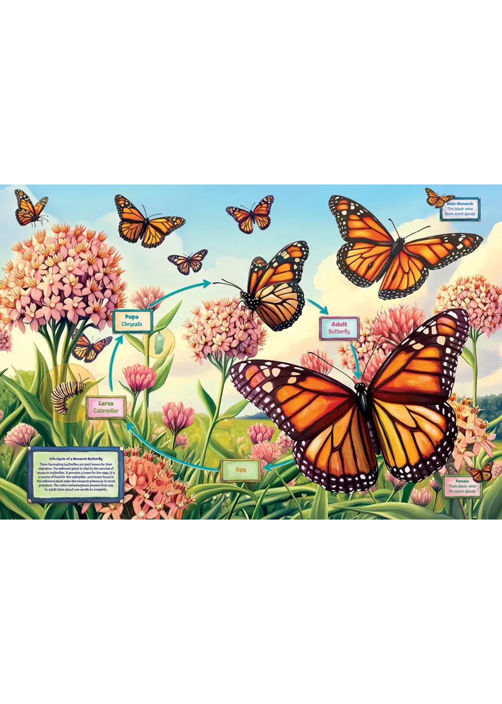 CBL 35PC LIFECYCLE OF A MONARCH