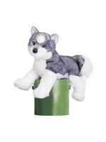 DUG SASHA HUSKY