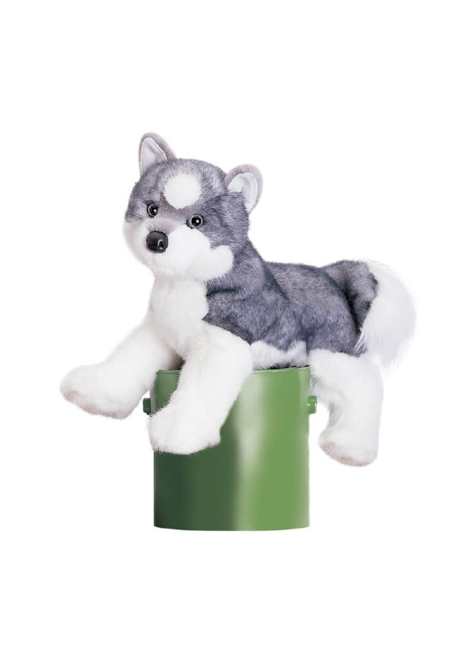 DUG SASHA HUSKY
