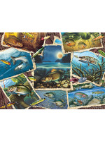 Cobble Hill Fish Pics Puzzle 1000 Pieces