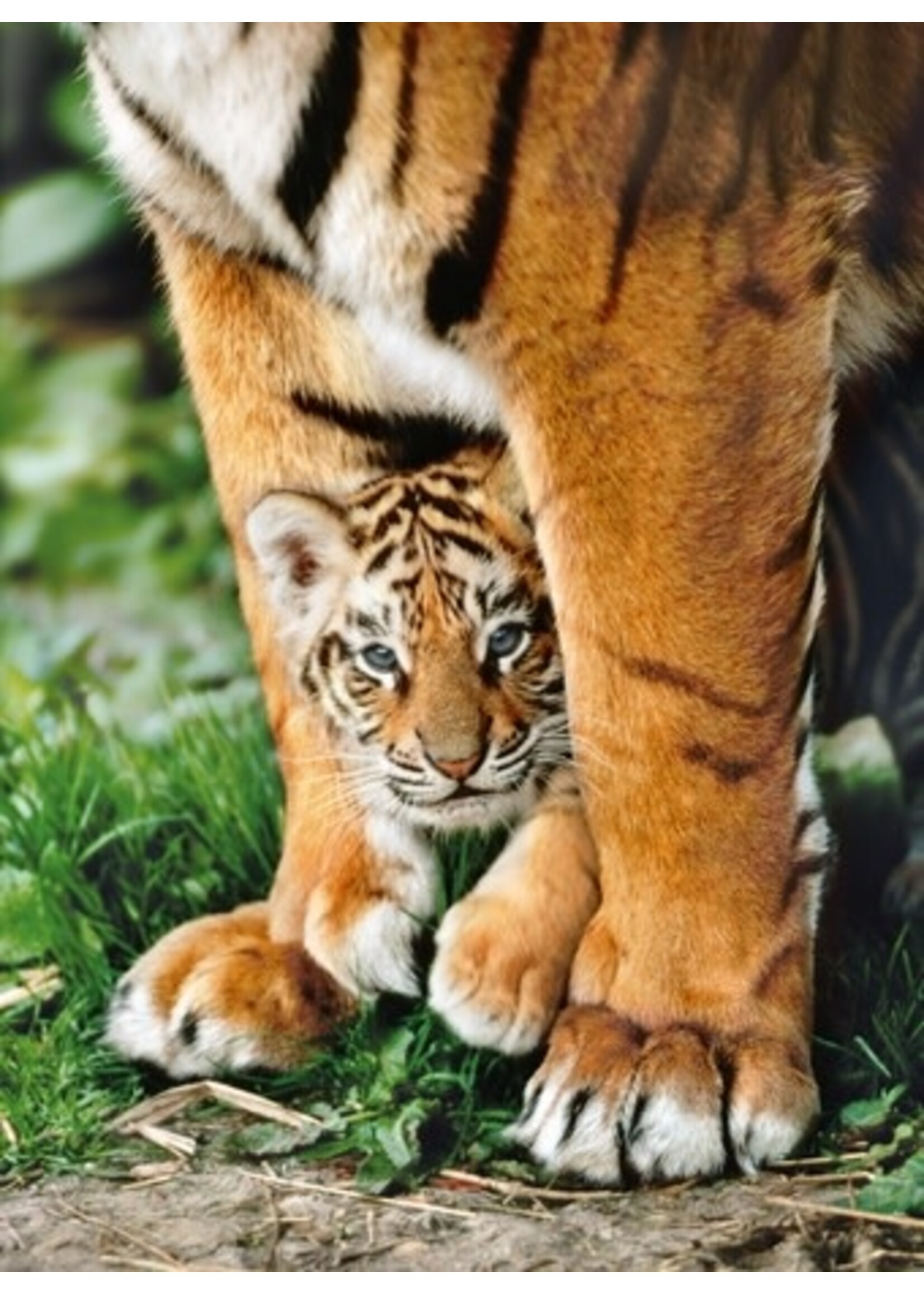 Clementoni Bengal Tiger Cub 500
