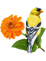 E11Even LLC Madd Capp Entertainment I AM Goldfinch 300