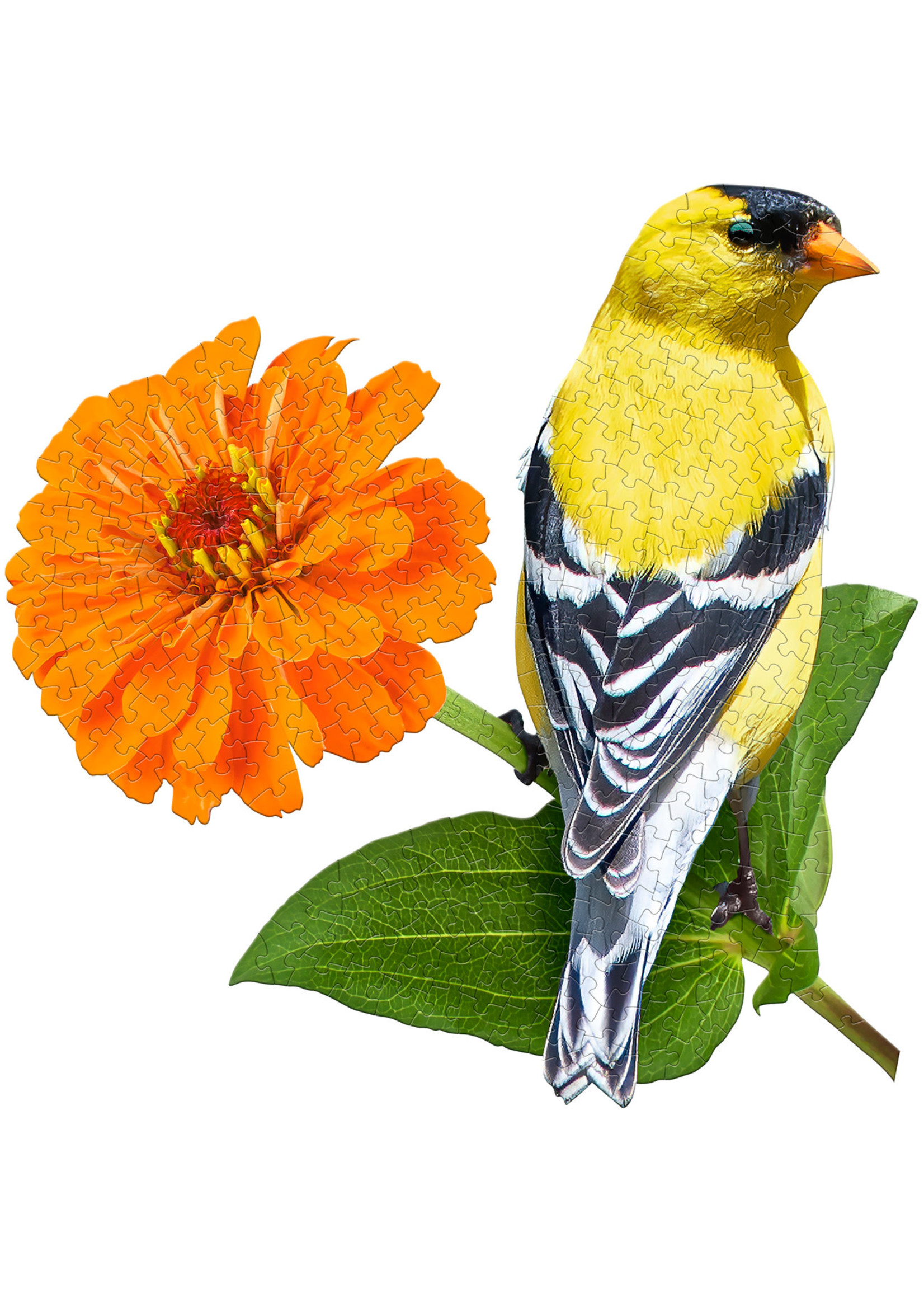 E11Even LLC Madd Capp Entertainment I AM Goldfinch 300