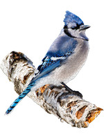 E11Even LLC Madd Capp Entertainment I AM Blue Jay 300 Mini