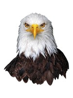 E11Even LLC Madd Capp Entertainment I AM Eagle 550