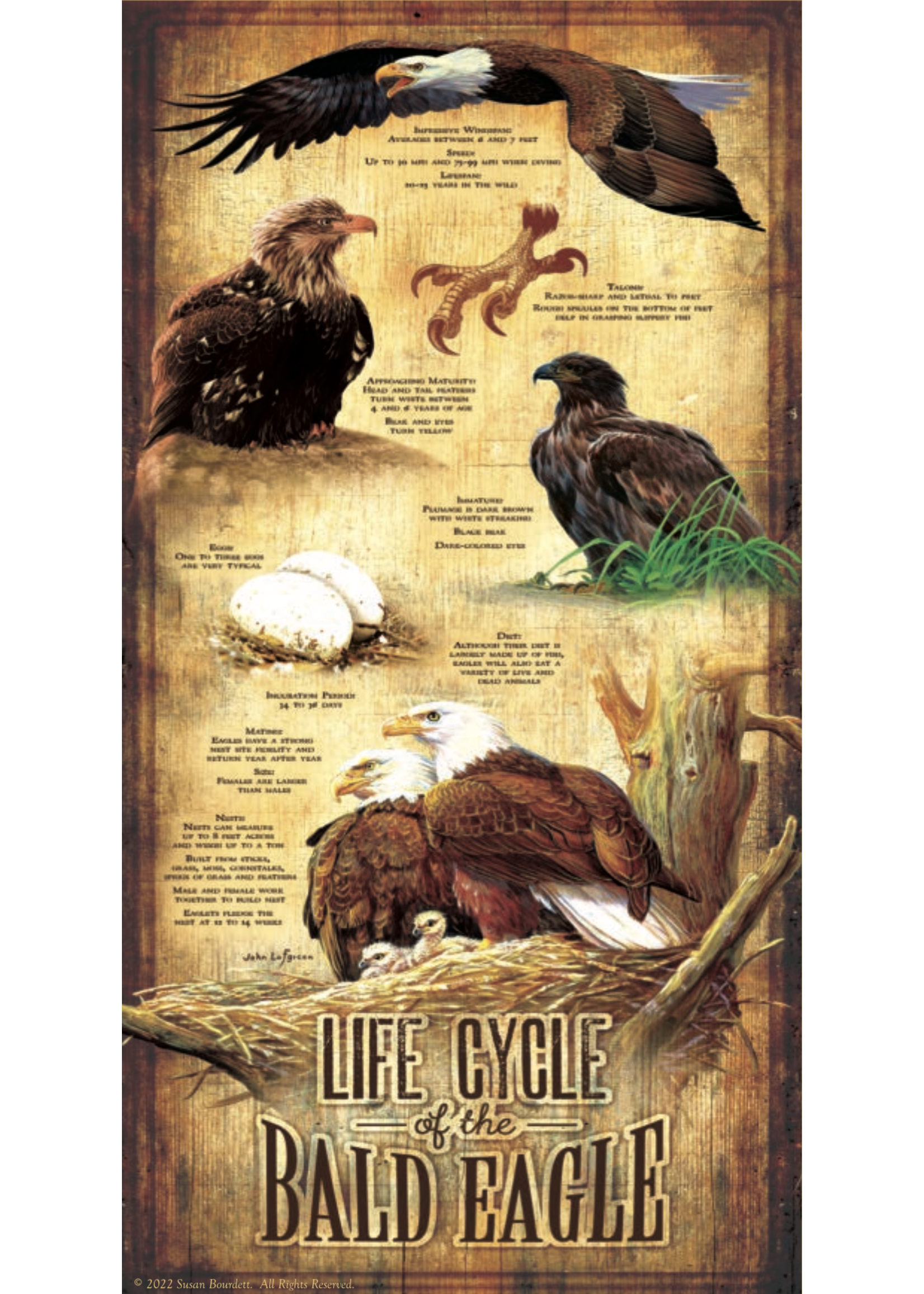 Sunsout Life Cycle of the Bald Eagle Puzzle 500 Pieces