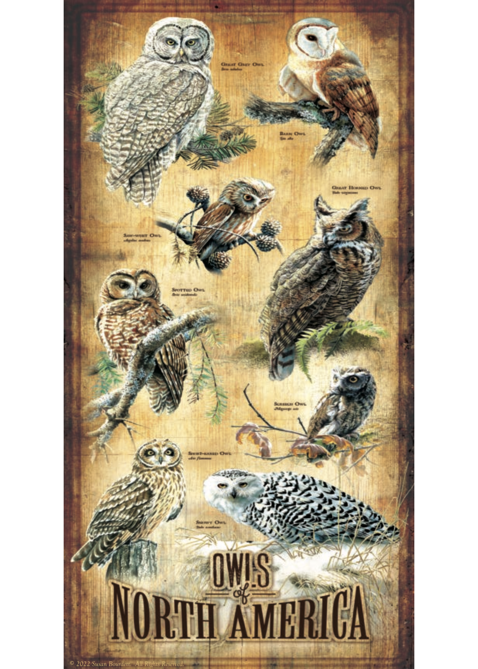 Sunsout Owls of North America Puzzle 500 Pieces