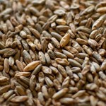 Rye Malt Per oz