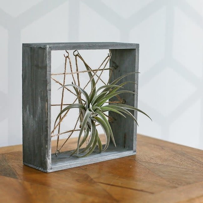 White Washed Grey Wooden Air Plant Frame