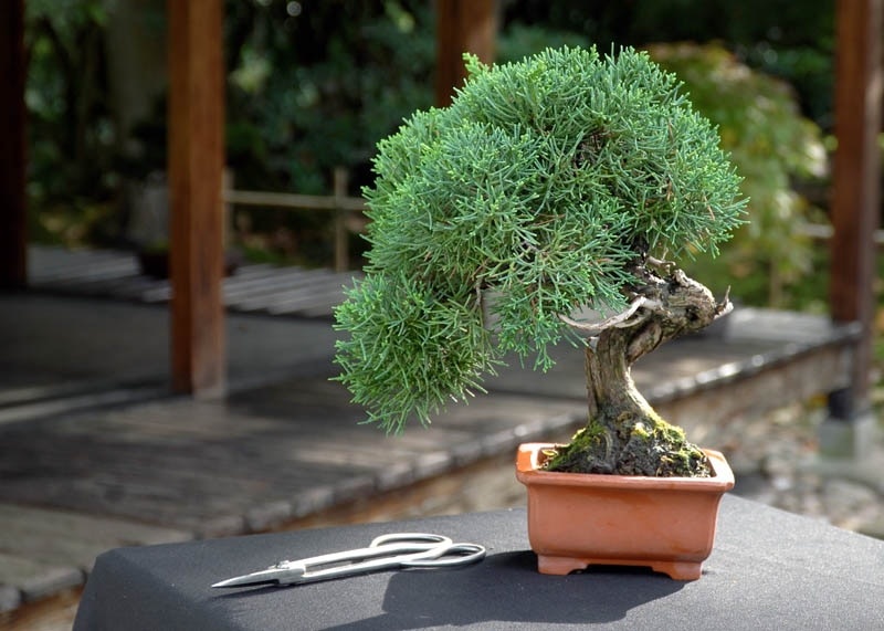 Basics of Wiring Bonsai Trees - Bonsai Sanctum