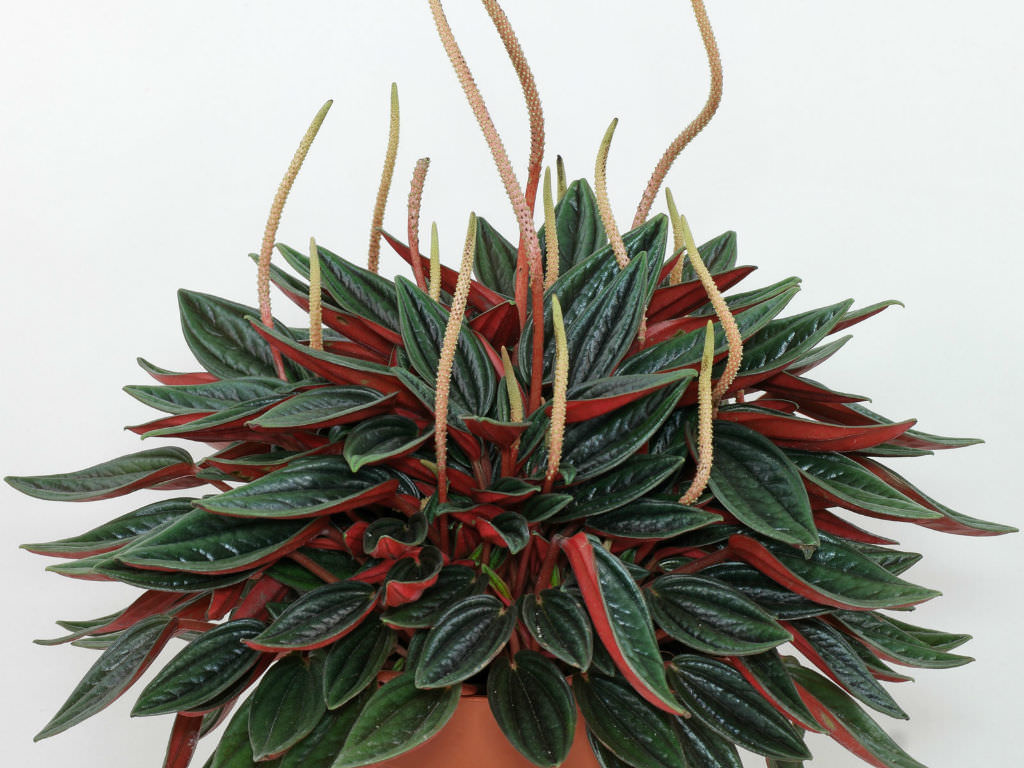 Peperomia Rosso