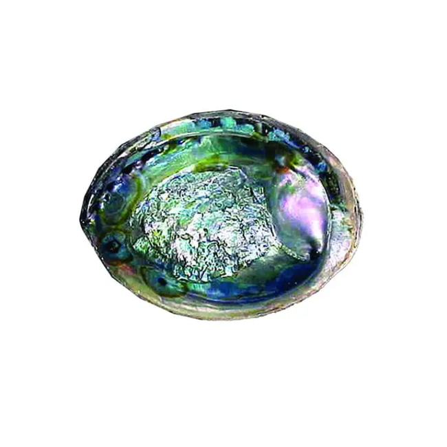 6" Green abalone Shell