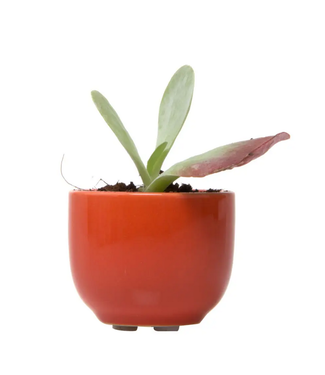 Chive Succulent Cup Planter 2"