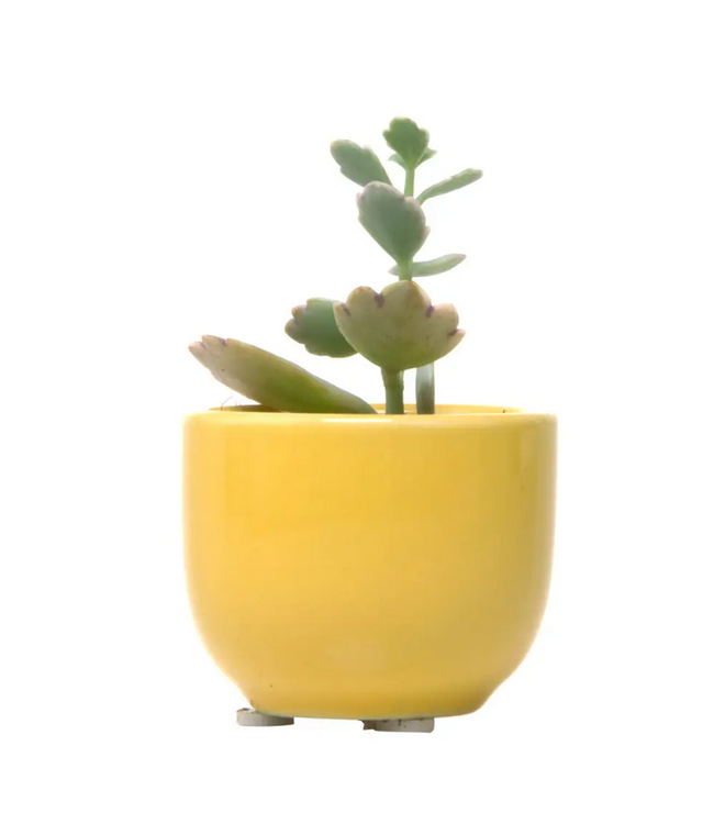 Succulent Cup Planter 2"