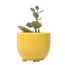Succulent Cup Planter 2"